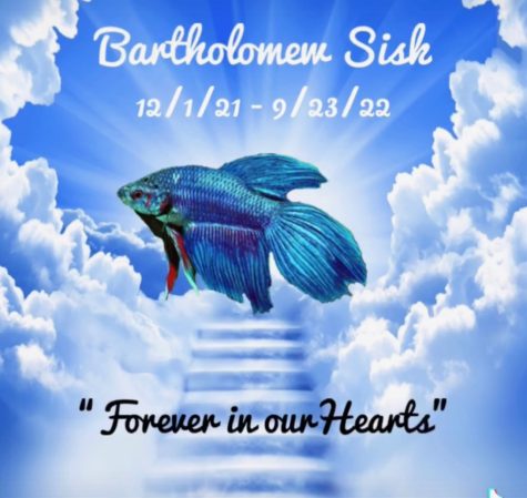 The Mysterious and Tragic Death of Barth the Betta