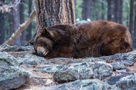 CHHS Bruins and Their Hibernation Habits