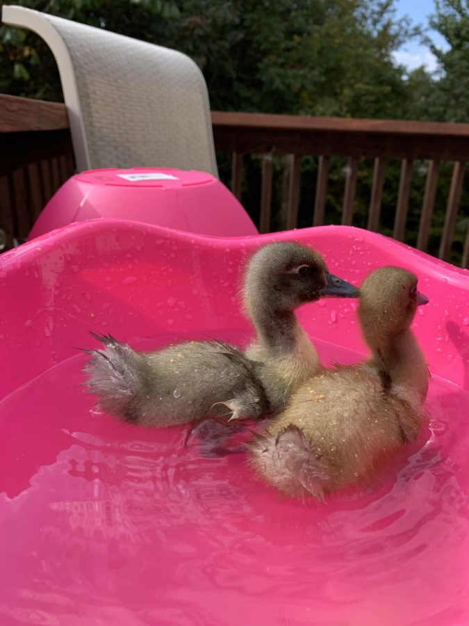 Goose (left) and Mulch (right) enjoying an afternoon swim. 