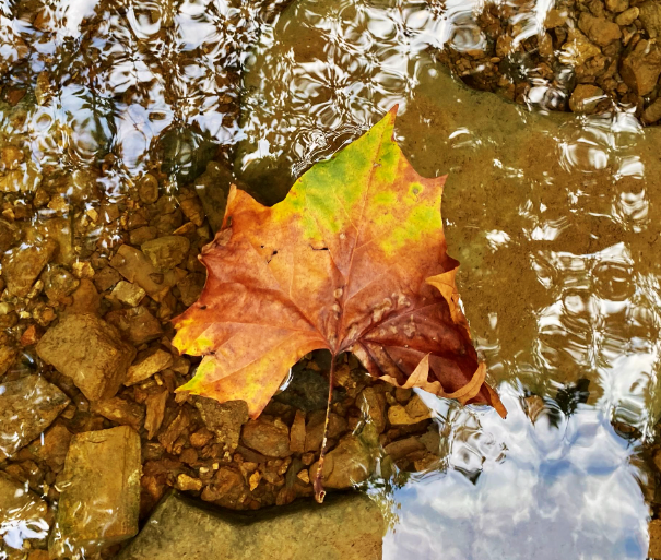 A fallen maple leaf floating across the waters of Shaw Creek on the afternoon of Sept. 9.