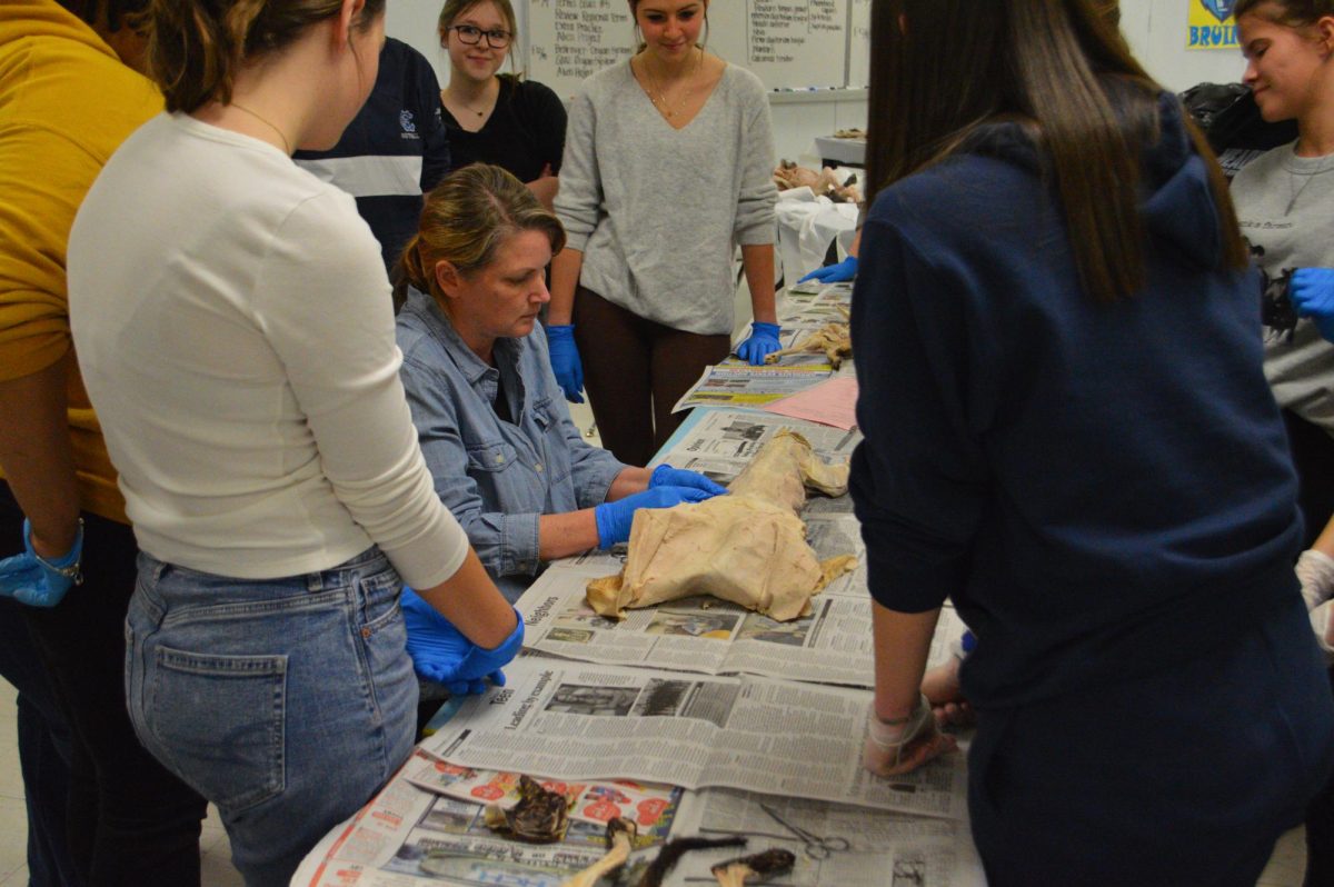 Leann Blairs Anatomy B class observe as Blair shows them how to dissect their cats.